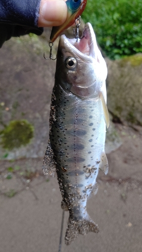 ヤマメの釣果