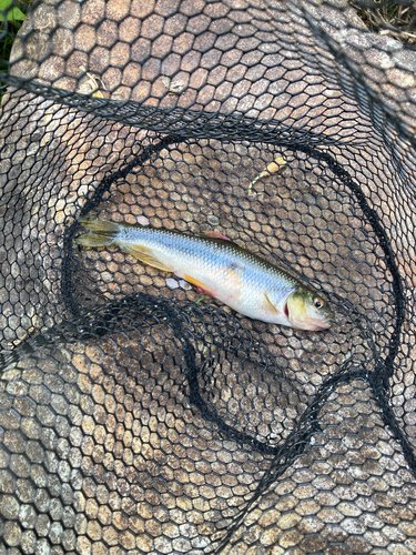 カワムツの釣果