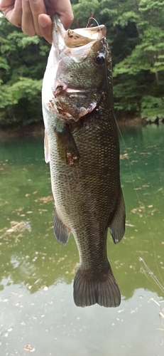 ラージマウスバスの釣果