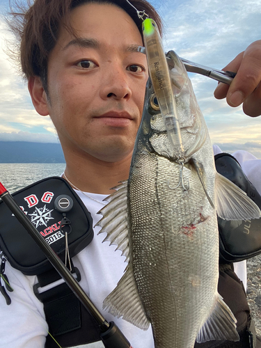 ヒラスズキの釣果