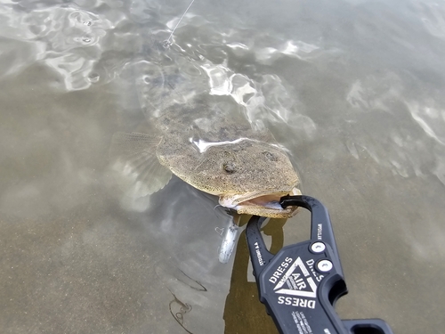 マゴチの釣果