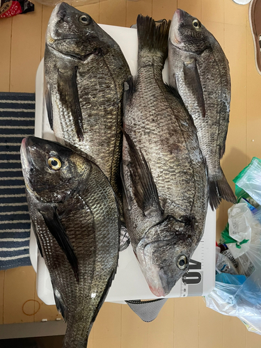 チヌの釣果