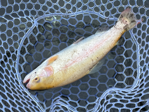 アルビノニジマスの釣果