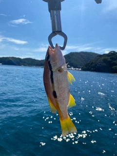 ヨコスジフエダイの釣果