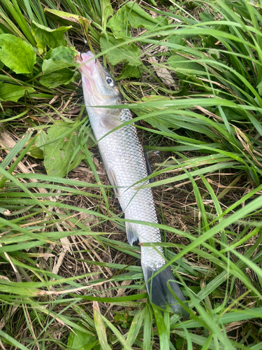 ニゴイの釣果