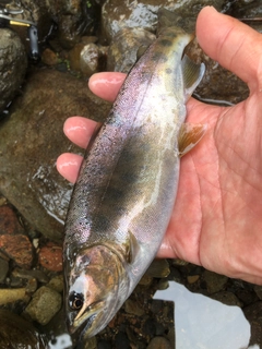 ヤマメの釣果