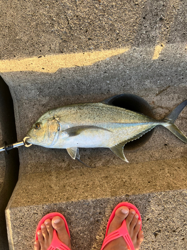 オニヒラアジの釣果