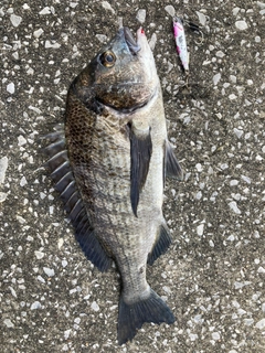 クロダイの釣果