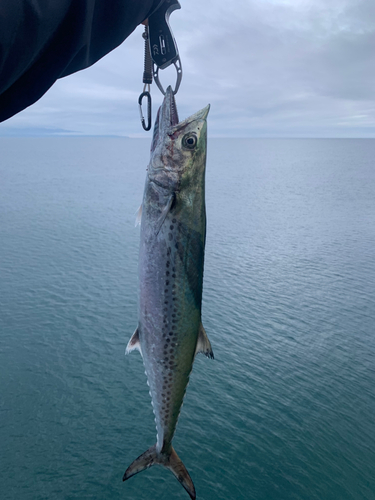 サゴシの釣果