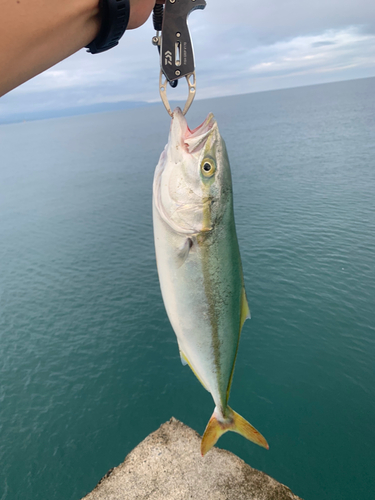 イナダの釣果