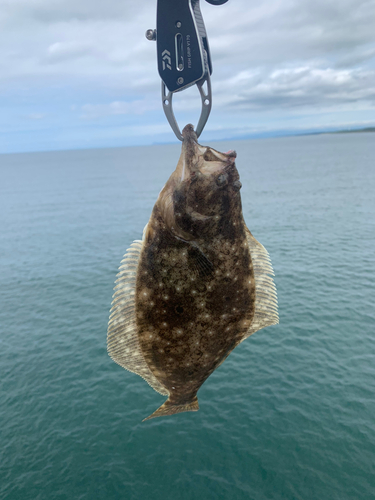 ソゲの釣果