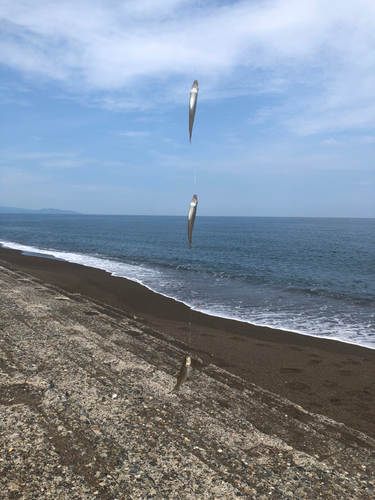 キスの釣果