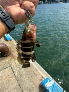 アオハタの釣果