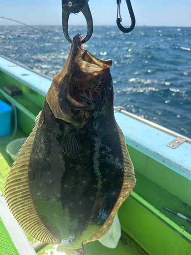 ヒラメの釣果