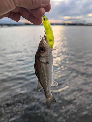 セイゴ（タイリクスズキ）の釣果