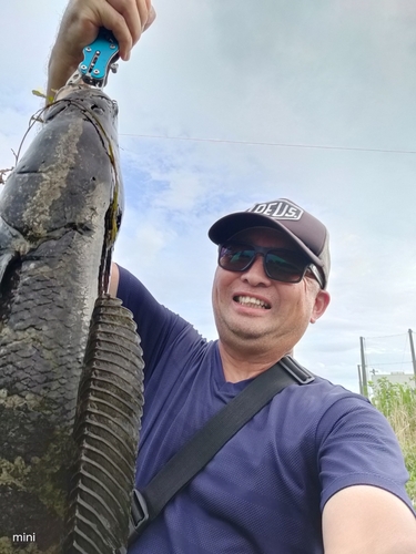 ライギョの釣果