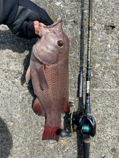 コブダイの釣果