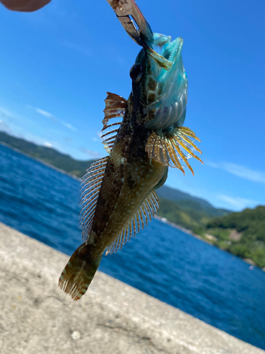 アナハゼの釣果