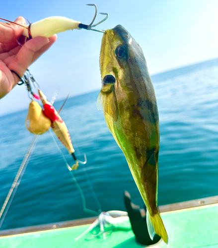 シロサバフグの釣果