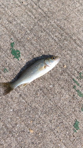 セイゴ（マルスズキ）の釣果