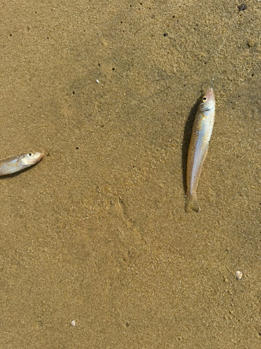 キスの釣果