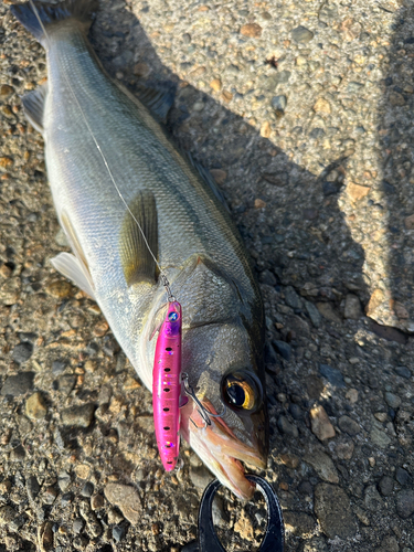 シーバスの釣果