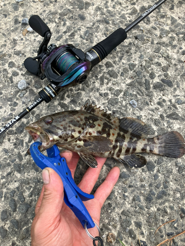 チャイロマルハタの釣果