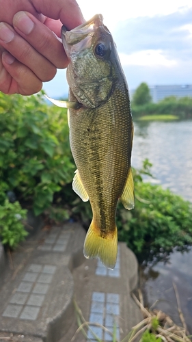 ラージマウスバスの釣果