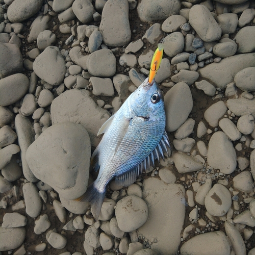 キビレの釣果