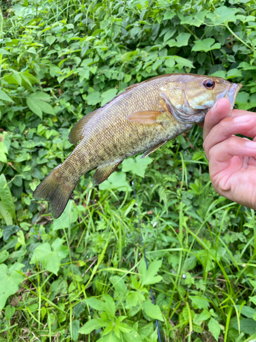 スモールマウスバスの釣果