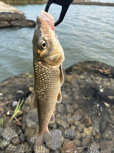 ニゴイの釣果