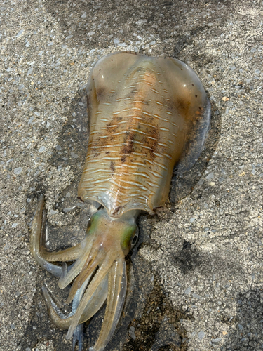 アオリイカの釣果