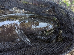 カムルチーの釣果