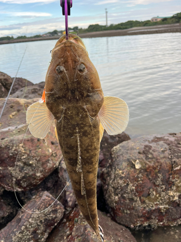 マゴチの釣果