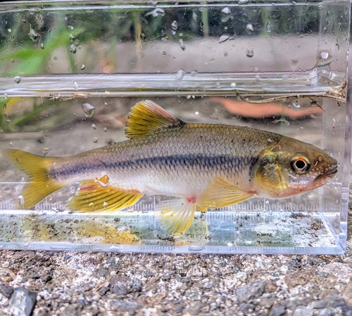 カワムツの釣果