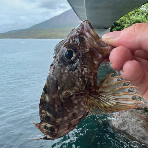 ガシラの釣果