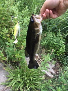 ブラックバスの釣果