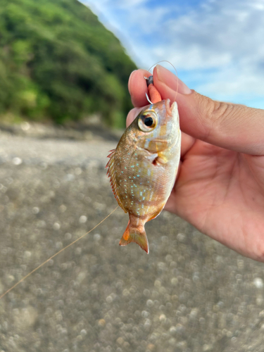 チャリコの釣果