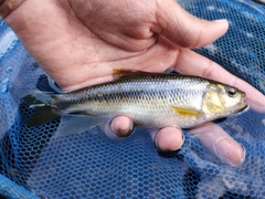 カワムツの釣果