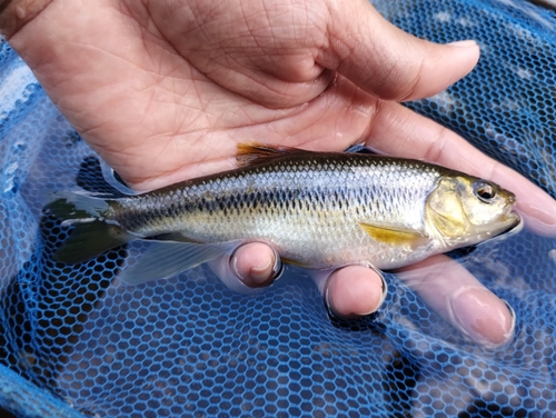 カワムツの釣果