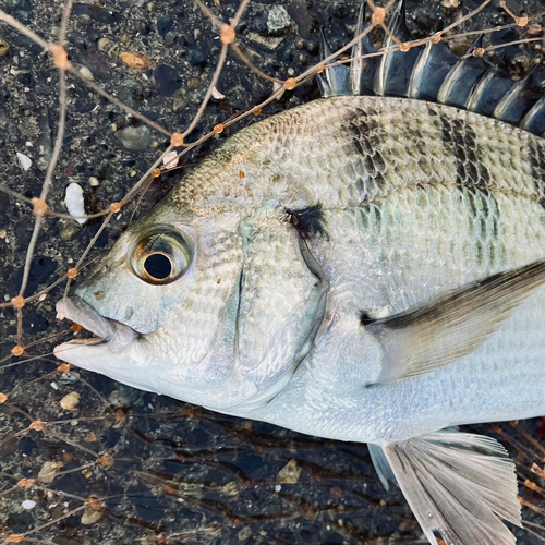 クロダイの釣果