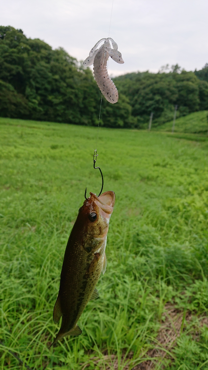 ブラックバス