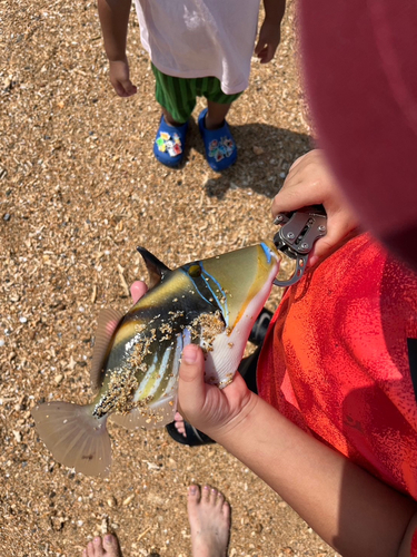 ムラサメモンガラの釣果