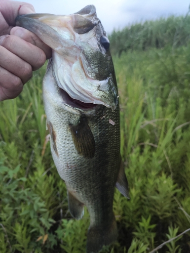 ラージマウスバスの釣果