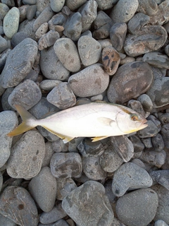 ショゴの釣果