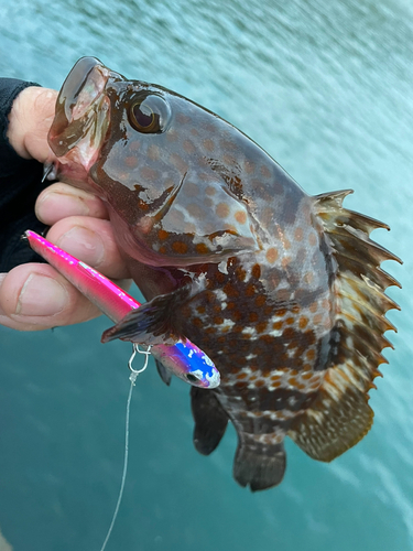 キジハタの釣果