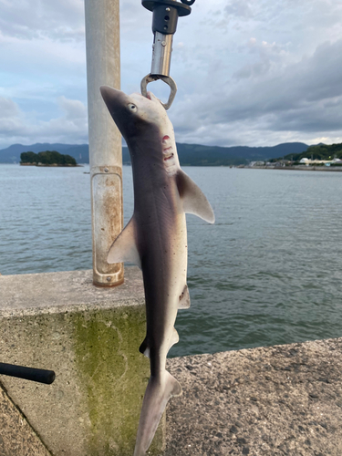 サメの釣果