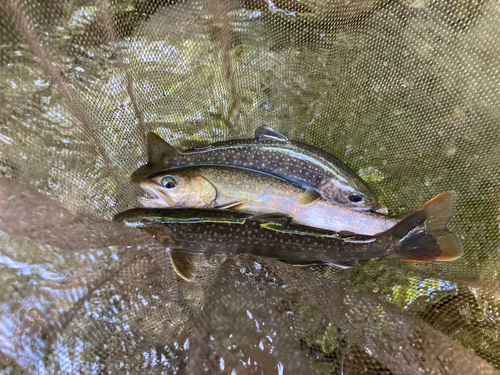 イワナの釣果