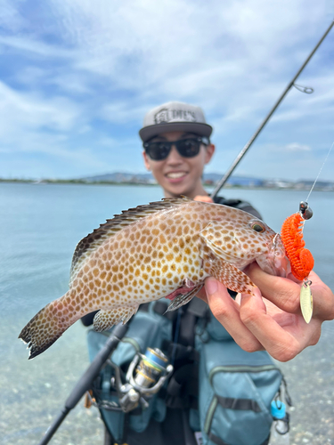 オオモンハタの釣果