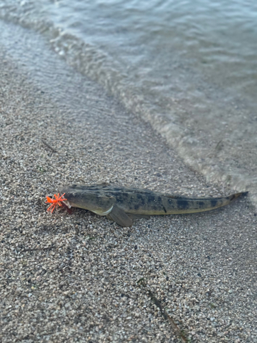 マゴチの釣果